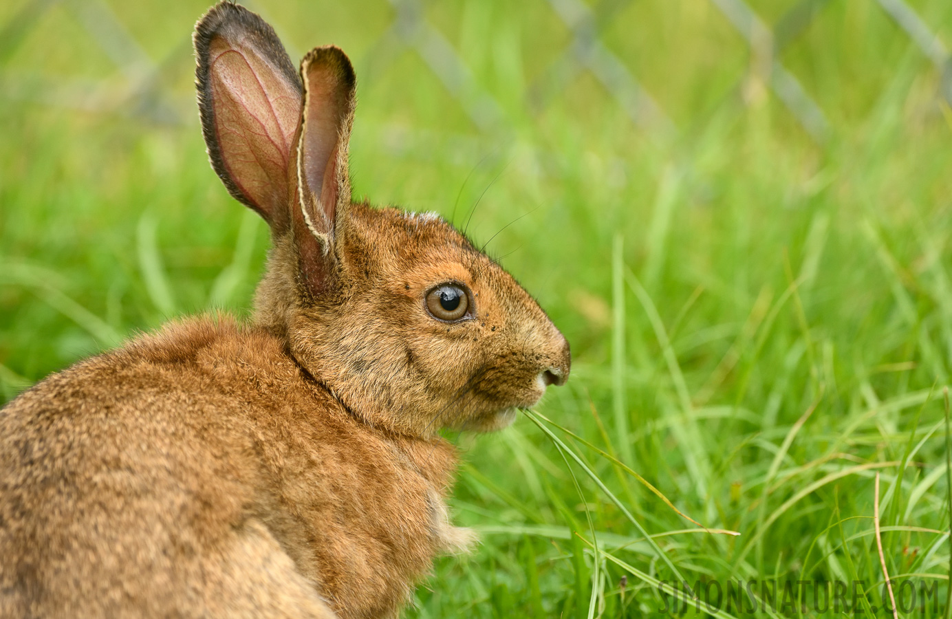 Lepus americanus struthopus [400 mm, 1/800 Sek. bei f / 7.1, ISO 1600]